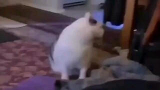 Meow? Ha!