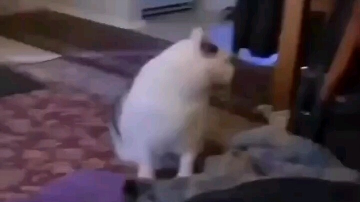 Meow? Ha!