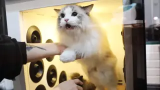 【Ragdoll】The Cat Trilled When It Was Washed