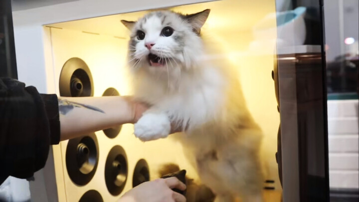 [Boneka Kucing] Memandikan Kucing Mengeluarkan Suara Getar