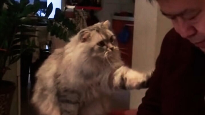 แมว: คนจ๋า ฉันอยากซบเธอหน่อย～