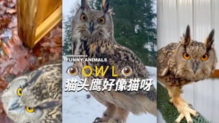 Cú mèo thực sự có thể rất giống mèo