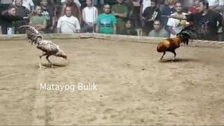 Matayog Bulik #champion #line