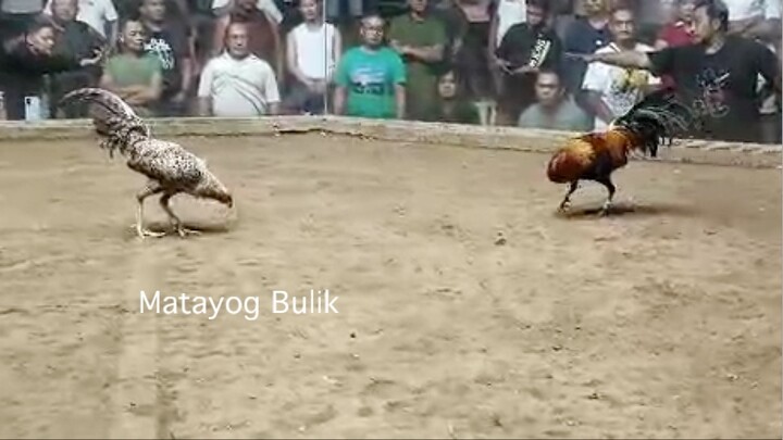 Matayog Bulik #champion #line