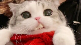 猫咪嘴巴里塞满了冻干
