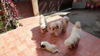 INTRODUCE NEW PUPPY | NAKAPULOT AKO NG TUTA SA DAAN