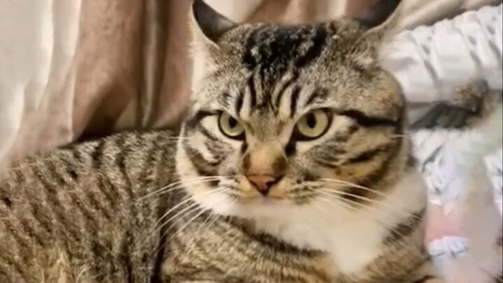 Cat: Tonight, I'm killing the dog!