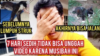 Kuasa Allah Kucing Lumpuh Ini Akhirnya Sembuh Sudah Bisa Berjalan Setelah DI Basecamp Cats Lovers Tv