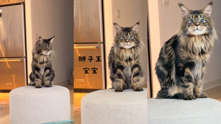 Sayang, kamu itu seorang Raja Singa🦁🥺