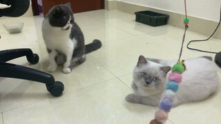 Những chú mèo ALN nghịch ngợm_Ngày cuối King Bi và Gạo Tàu ở Tiệm mèo Sen HN