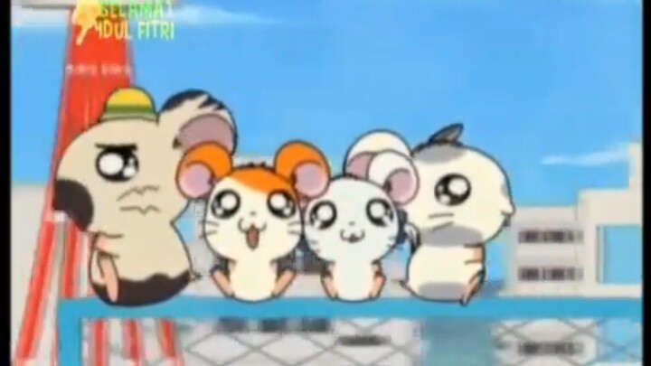 Hamtaro mencari pelangi