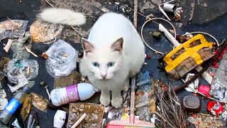 White Cat with Broken Tail in Garbage Dump: Don’t give up on my child, save it too!
