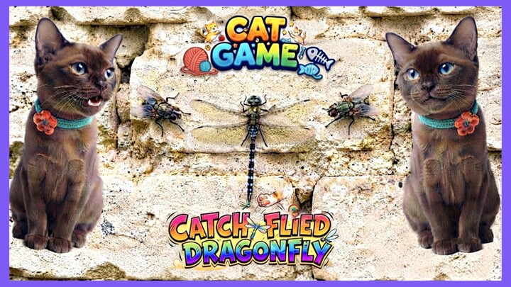 CAT GAMES: CATCH FLIED & DRAGONFLY #catgames #catchflied #catgame  #cat