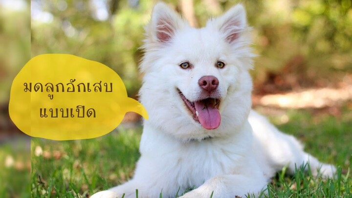 ป่วยแน่!! ถ้าไม่ทำหมันสุนัข สุนัขเป็นมดลูกอักเสบ มดลูกอักเสบอันตรายถึงชีวิต by Thai Pet academy