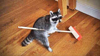 Super Cute 🥰 Raccoon Is The Smart Animal | Pets Kingdom