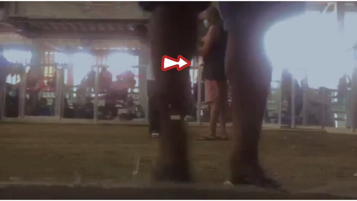 2 cock Derby @Riverside Coliseum. W-W Champion, Using our Yellow legged hatch.