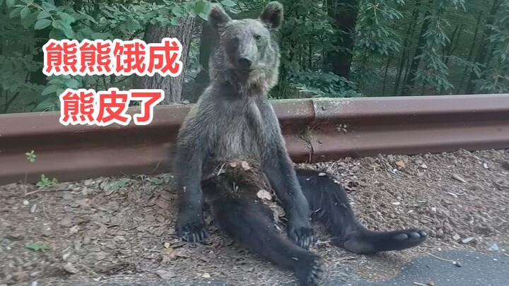 When the Forest is Deep, You May See a Bear