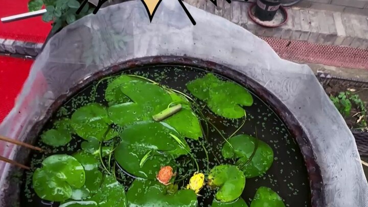 Người ta dắt con đi dạo, ông Niu dắt ếch đi dạo, vui là được rồi