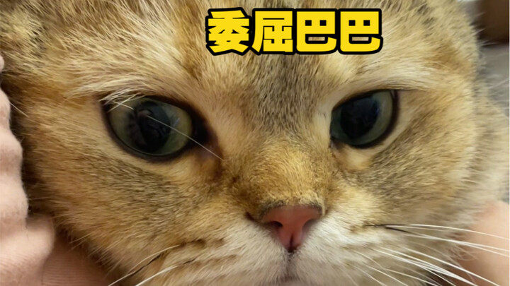 Ternyata kucing kecil juga bisa emo!? Peringatan menggemaskan dengan suara mungil di akhir!!