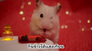 แฮมสเตอร์ดินเนอร์ใต้แสงเทียน🐹