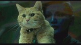 [Film&TV][Marvel Captain Marvel]Chewie is not a cat