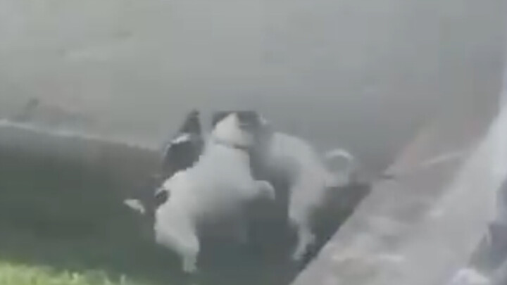 Cinta Terlarang Antara Tiga Anjing Jantan