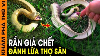 🔥 7 Bí Ẩn Siêu Thú Vị Và Kỳ Lạ Về Loài Rắn Xem Xong Sợ Mà Vẫn Phải Phì Cười | KPTV