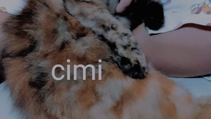 cimi