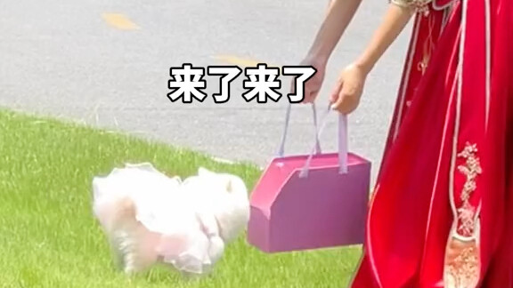 Hurry up, we’re gonna be late for the wedding!