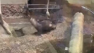 Betapa Membosankannya Kehidupan di Kebun Binatang