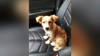 Say xe rồi...yeucho yeuchomeo cún cúncon chó chómèo chócon chó_cưng chókhôn yeuchomeo cưng chócute pet dog dogsoftiktok doggo