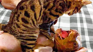 Funniest Cats 😹- Best Of The 2022 Funny Cat and Dog Videos 😂- Family Cats