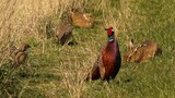 Watch this pheasant cock show a hare buck how it's done