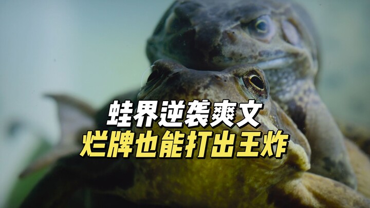 Angin pembalikan akhirnya menerpa dunia katak—kartu jelek justru berubah jadi kartu kemenangan pamun