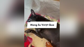 Trả lời  MONG MỌI NGƯỜI GIÚP ĐỞ,, AI Ở SA ĐÉC- ĐỒNG THÁP GIÚP ÁNH VỚI chó_cưng misu ngocanhstore 66đồngtháp