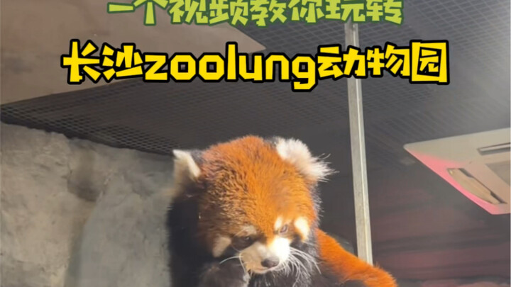جِّي إلى تشانغشا مع zoolung، يكفيك هذا الفيديو وحده!