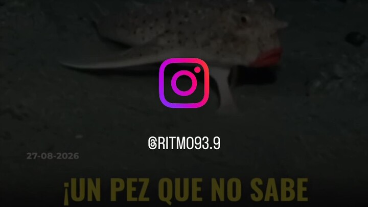 pez no  sabe nadar