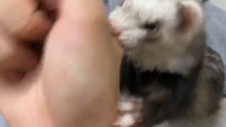 Buddhist Prayer Beads, Cutting Flesh to Feed a Ferret