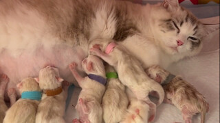 At 65 days pregnant, the mother cat's belly was as big as a soccer ball. At 3 a.m., she successfully