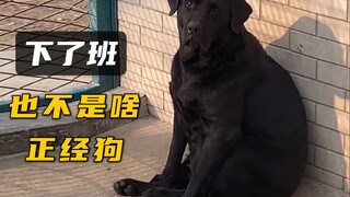 警犬：上班时很帅，下了班也不是啥正经狗