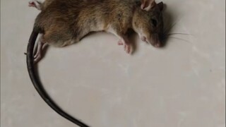 Apa yang harus saya lakukan jika ada tikus besar yang menarik-narik baju saya?