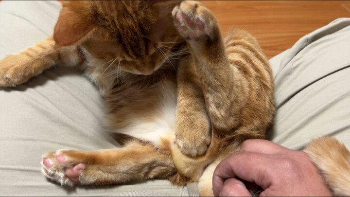 Cat: His cat-cuddling is all technique and no heart…