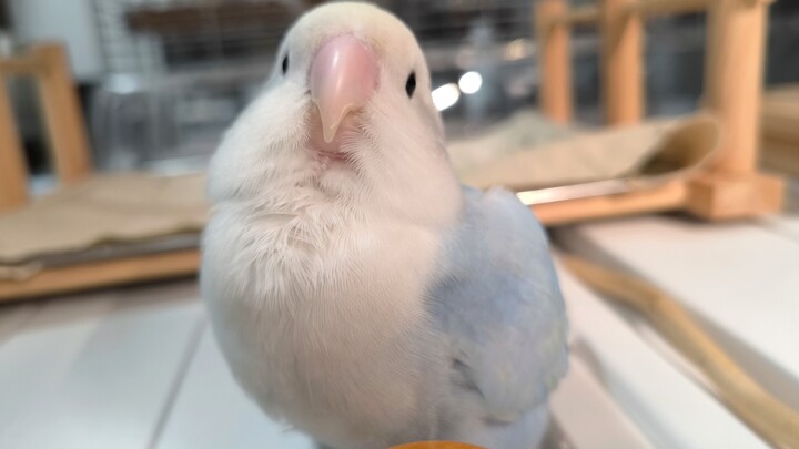 الآن هو لحظة الفرو (＾o＾)ﾉ فرو ↙(`ヮ´ )↗ فرو ↙(`ヮ´ )↗ فرو ↙(`ヮ´ )↗ فرو ↙(`ヮ´ )↗ فرو تبرز σ`∀´)