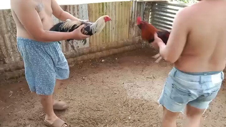 Spar ng akin brod cock jame LeBron lind