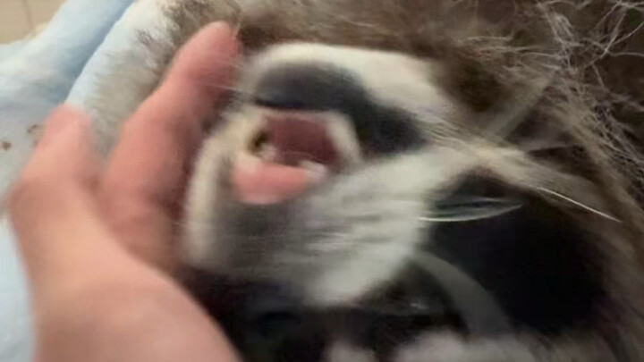 Even Raccoons Are Using Their Butts to Fight the Pandemic—Early Morning Vibes #Raccoon #CutePetDebut