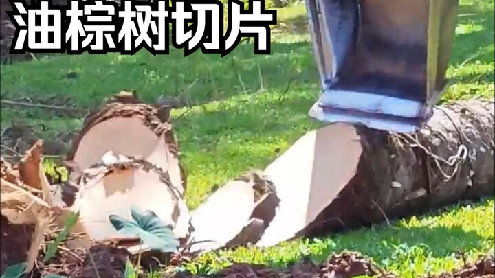 Mengapa Tanaman dengan Efisiensi Produksi Minyak Tertinggi, “Kelapa Sawit”, Harus Dipotong-potong?