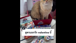 มาบอกรักเจ้าเหมียววาเลนไทน์นี้กัน❤️
