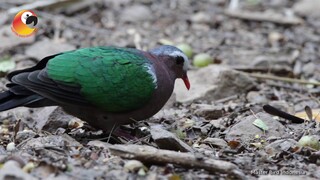 Adakah Yang Tau Burung Delimukan Zamrud!!!???