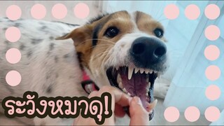 โลกของแสนดี ตอน ตัวนี้กัดตายนะคะ!