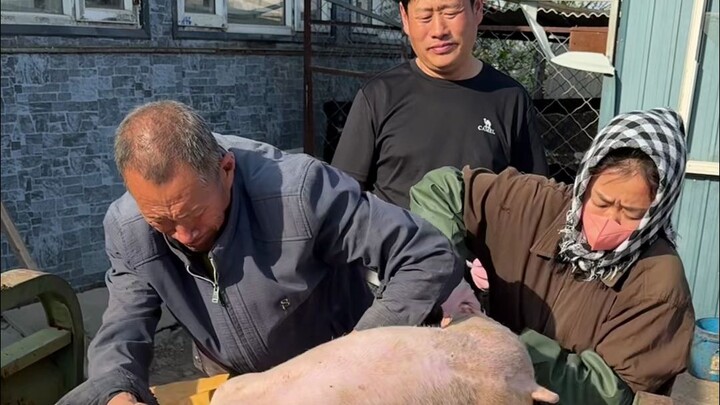 Two little pigs grew big packages; call my dad to chop them down.